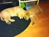 Labrador retriever Futte