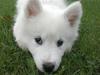 Samojedhund Odin