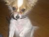 Papillon Zika [ Himmelhund]