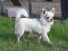Chihuahua Blackstars Haley [Tidl. hund]