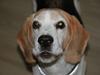 Beagle Buster.