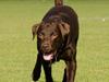Labrador retriever sisqo