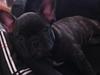 Fransk bulldog Molly