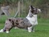 Welsh corgi cardigan Eeys [Tidl. hund]