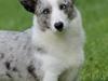 Welsh corgi cardigan Hottie