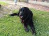 Flat coated retriever CHILI