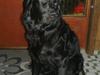 Blanding af racer Pingo (R.I.P )
