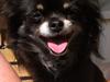 Chihuahua Tila