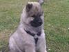 Eurasier Enzo