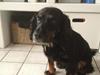 Field Trial Cockerspaniel Saxaphone Klinger [ Himmelhund]