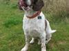 Engelsk springer spaniel Oscar  31.01.1999 - 08.02.2013 [ Himmelhund]