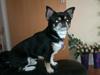 Chihuahua Hr. Duffy Wilbert Herman