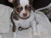 Chihuahua Smilla