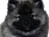 Keeshond Aura