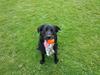 Blanding af racer flemming [Tidl. hund]
