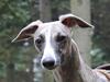 Whippet Sharqiya born to make you happy (Zuki)