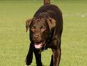Labrador retriever sisqo
