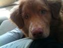 Nova scotia duck tolling retriever Aslan (Bali)