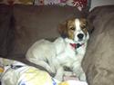 Kooikerhondje Charlie