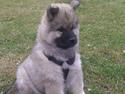 Eurasier Enzo