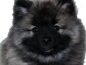 Keeshond Aura