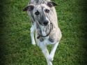 Whippet | Quinta