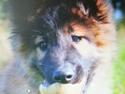 Tervueren Monty