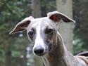 Whippet Sharqiya born to make you happy (Zuki)