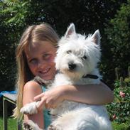 West highland white terrier Molly
