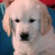 Golden retriever Simba