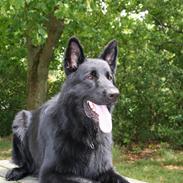 Schæferhund ambo