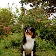 Australian shepherd Spinnrockens A Winter's Tale "Lyra"