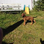 Blanding af racer Bowie