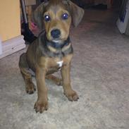 Blanding af racer Bowie