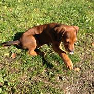 Blanding af racer Bowie