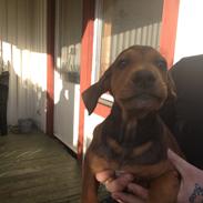 Blanding af racer Bowie