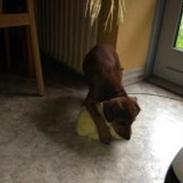 Blanding af racer Bowie