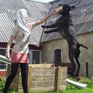 Cane corso Champ Diego