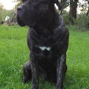 Cane corso Champ Diego