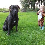 Cane corso Champ Diego
