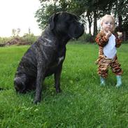 Cane corso Champ Diego