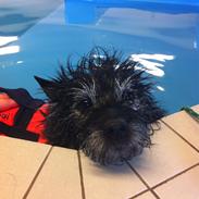 Cairn terrier Glenquin's Sugar Boy Pellini