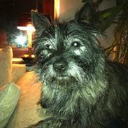 Cairn terrier Glenquin's Sugar Boy Pellini
