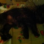 Cairn terrier Glenquin's Sugar Boy Pellini