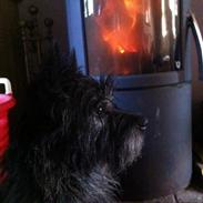 Cairn terrier Glenquin's Sugar Boy Pellini