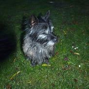 Cairn terrier Glenquin's Sugar Boy Pellini