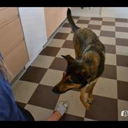 Blanding af racer Milo