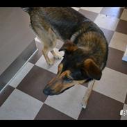 Blanding af racer Milo