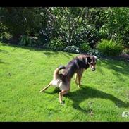 Blanding af racer Milo