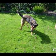 Blanding af racer Milo